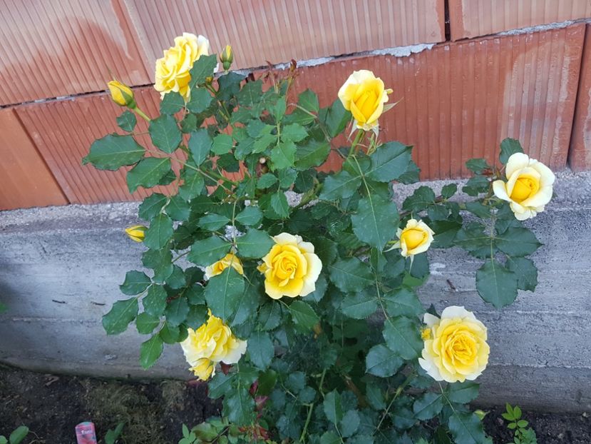  - Gradina mai 2018