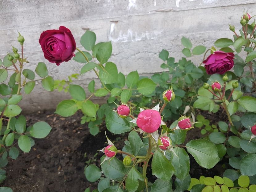 Falstaff in spate - Gradina mai 2018