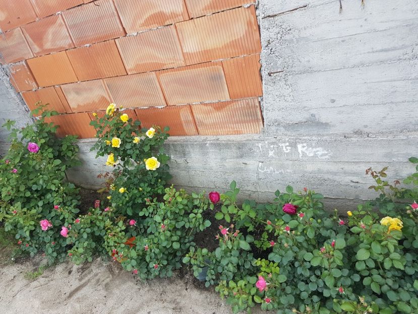 Bordura 3 culori ( roz in fata, urcatori galben si violet in spate - Gradina mai 2018