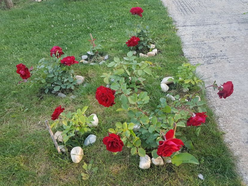 Don juan - Gradina mai 2018