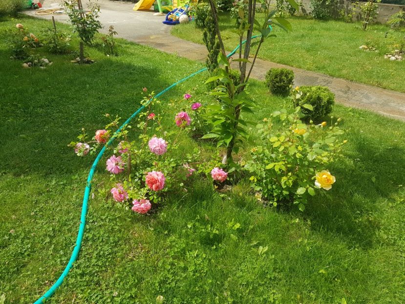  - Gradina mai 2018