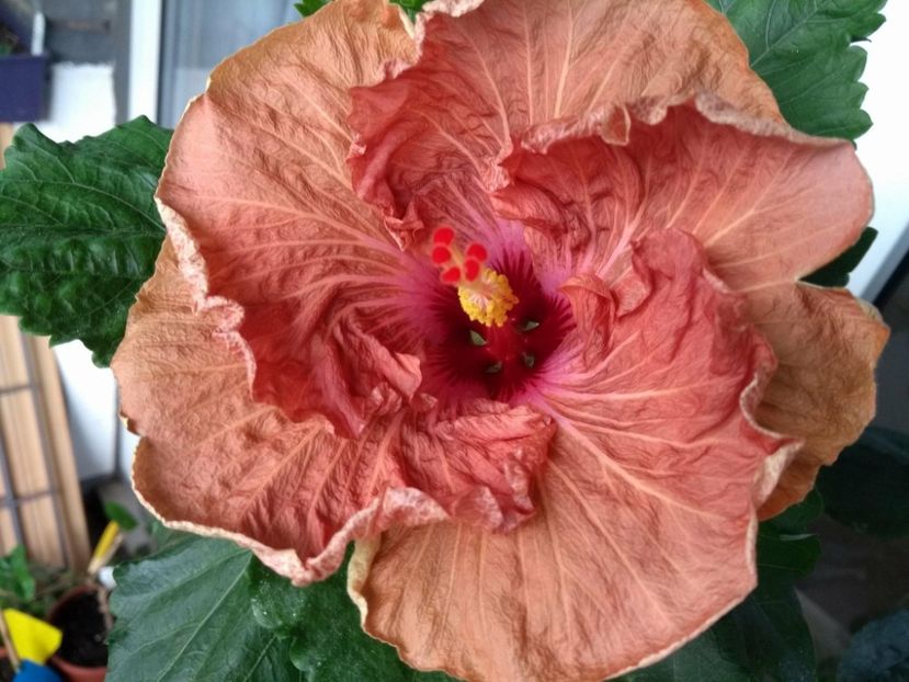  - 0Hibiscus in colectie infloriti