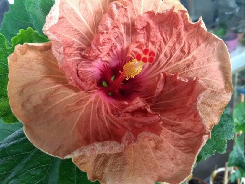  - 0Hibiscus in colectie infloriti