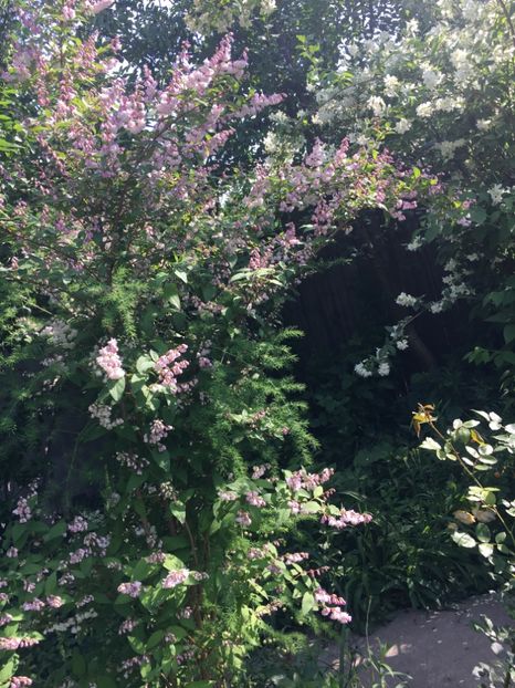 deutzia - Arbuști 2018