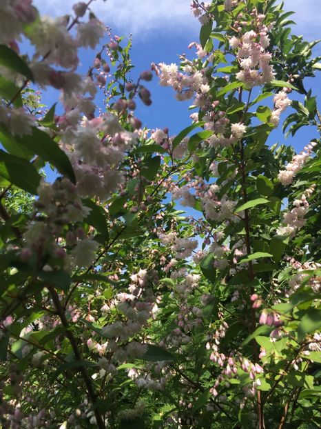 deutzia - Arbuști 2018