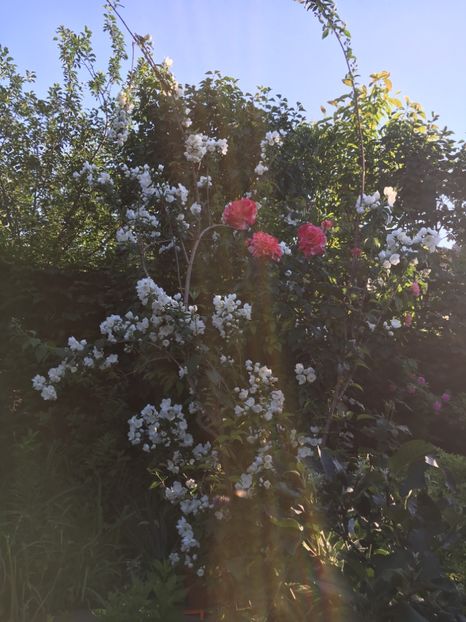 B14DA4AF-A98E-4F83-A857-36F607784D7C - Arbuști 2018