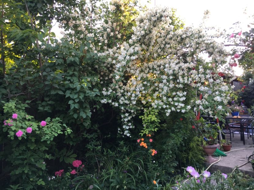 6ABD76BE-98CB-4E45-A3A4-FF3D872755D9 - Arbuști 2018