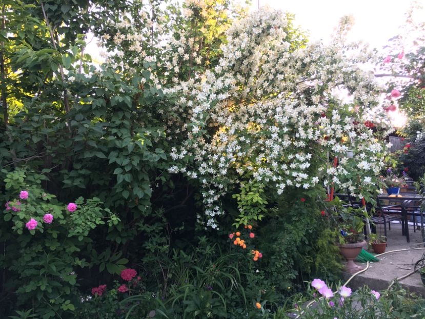 FCF75AEA-5CFB-44A2-97FE-57A617CE0729 - Arbuști 2018