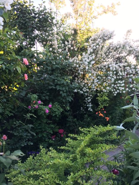 EE4FDD73-E97F-4D95-AAF2-0D92E9015027 - Arbuști 2018