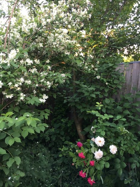 5D64B580-427A-4698-A2EE-84FDA9197514 - Arbuști 2018