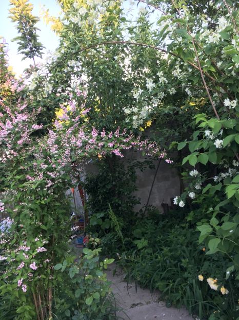 328FCDC5-674D-4A0F-B7EE-8073C1EB9FDC - Arbuști 2018