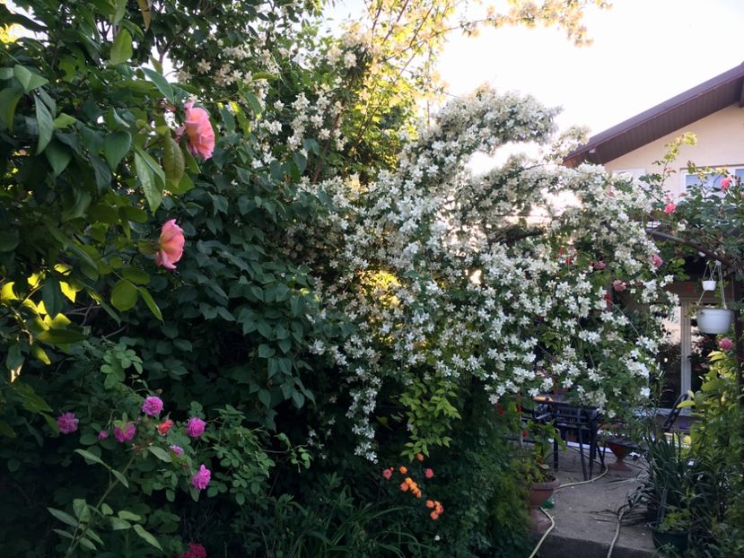 B73014CB-2F81-4F02-985F-C08F0C7A997D - Arbuști 2018