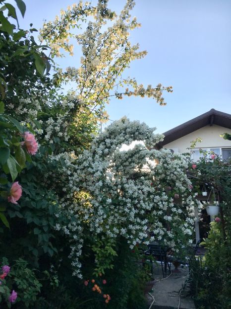 D67CAA61-427E-41D9-92C3-5588C7E59F02 - Arbuști 2018