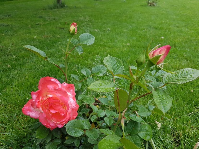 Primul trandafir inflorit, e la prima inflorire - Mai 2018
