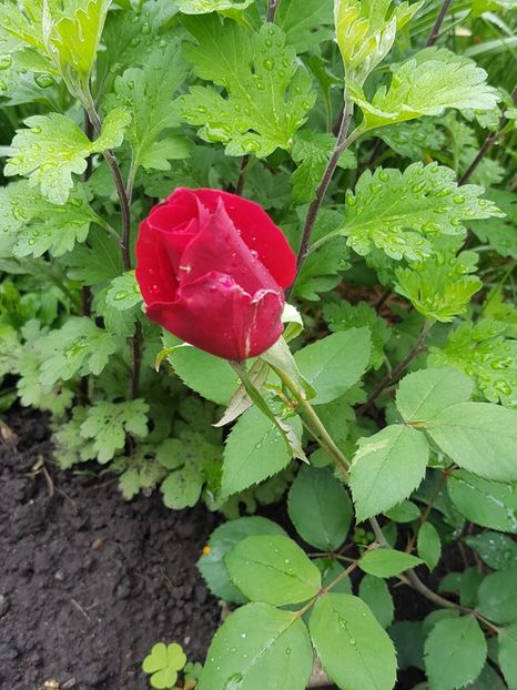 Cel mai vechi si cel mai parfumat - Mai 2018