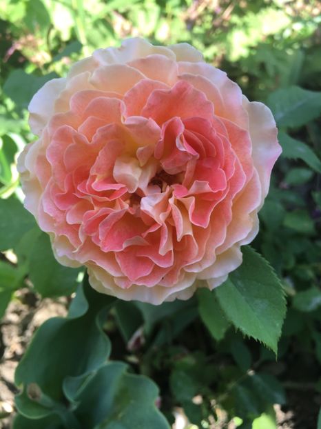 Jef l’artiste - Trandafiri 2018