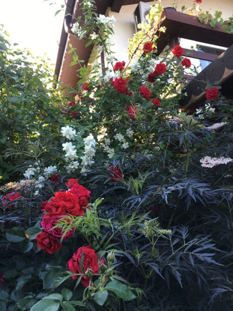 569FD8F9-A79F-439A-BE81-9BFD3F5D8C35 - Trandafiri 2018