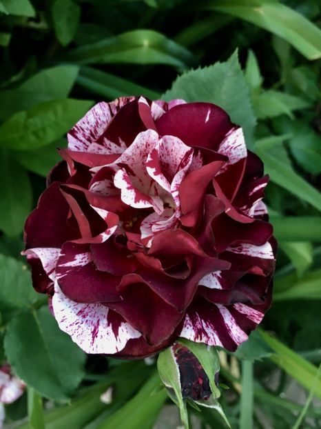 Rosa mystica - Trandafiri 2018