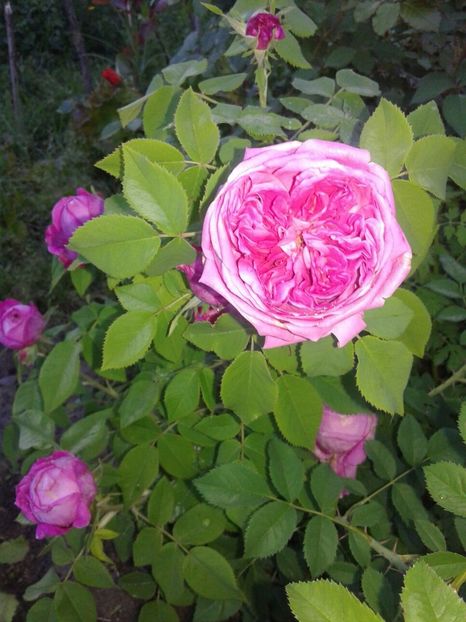 Yolande D argon - Old roses