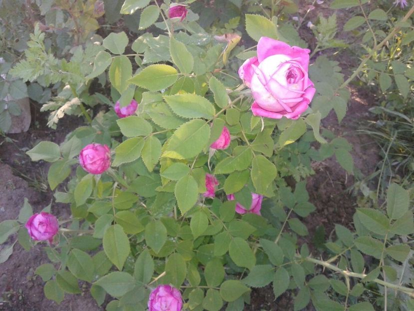 Yolande D'Aragon. - Old roses