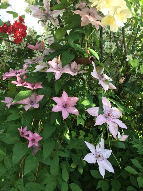 36DF113F-A0F4-4643-A4B7-FC83525A3380 - Clematite 2018