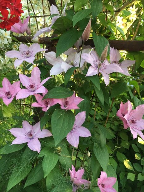 99B02521-21BF-44ED-BA86-EBDC994C8F49 - Clematite 2018