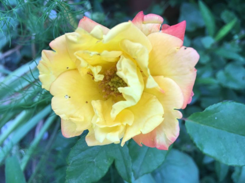 Happy Chlorid - Trandafiri mini