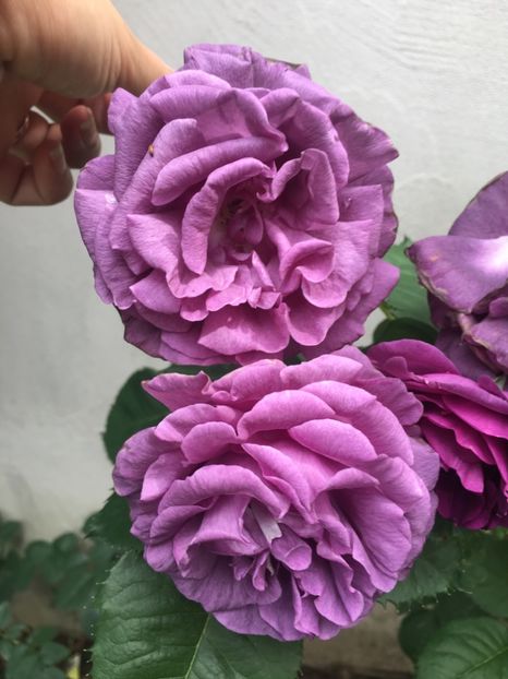 5FD70CF5-6DF4-4AC7-BDF9-17BD4B811741 - Minerva