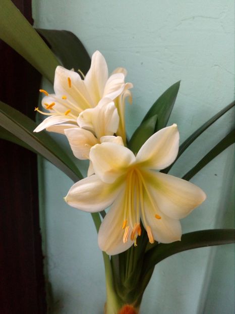 T-Gold X T-Gold  prima inflorire/din seminte - CLIVIA