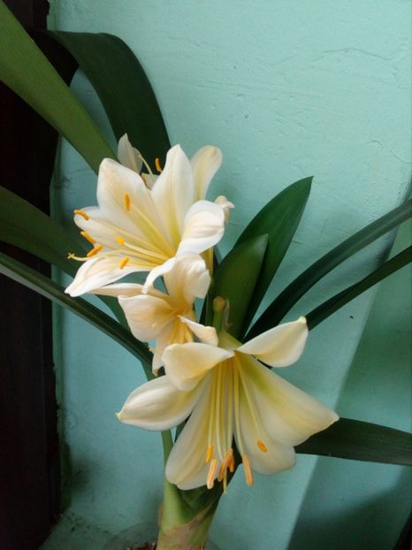 - CLIVIA