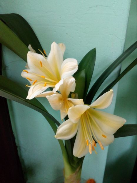  - CLIVIA
