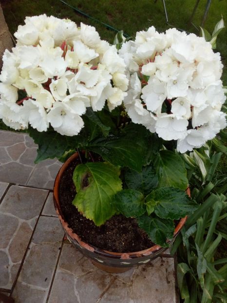 Hydrangea macrophylla ‘Zebra’ Black Steel - Achizitii