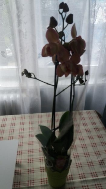  - Orhidee