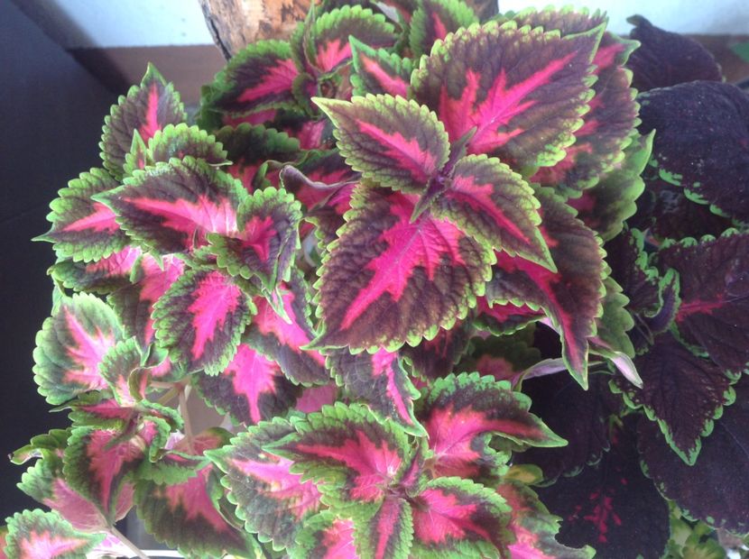 Mainstreet Fifth Avenue - Coleus Urzicuță