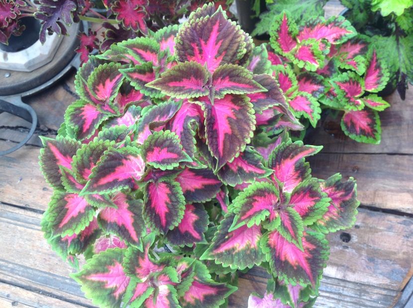 Mainstreet Fifth Anenue - Coleus Urzicuță