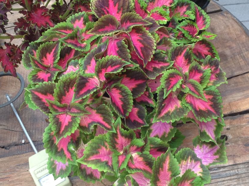 Mainstreet Fifth Avenue - Coleus Urzicuță