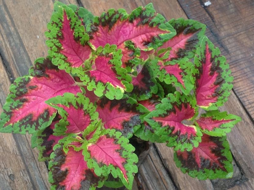 Sun Watermelon - Coleus Urzicuță
