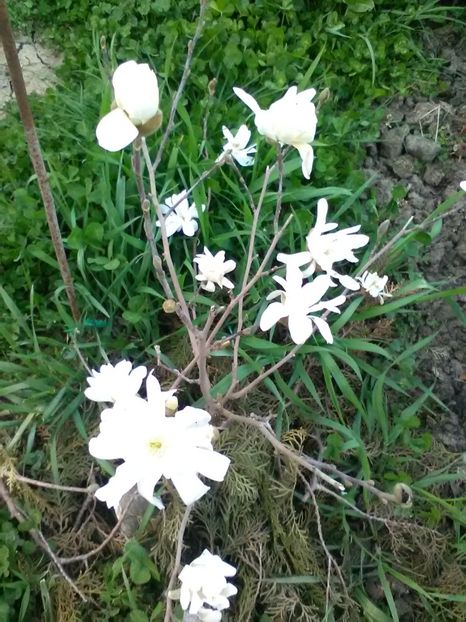  - Magnolii 2017-2018