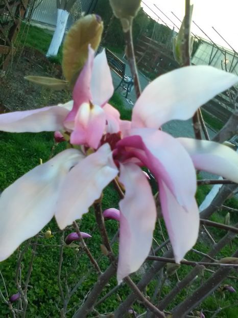  - Magnolii 2017-2018