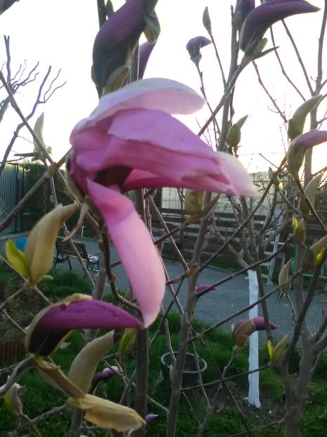  - Magnolii 2017-2018