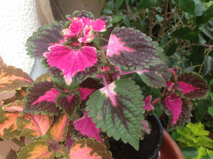 Fifth Avenue - Coleus Urzicuță