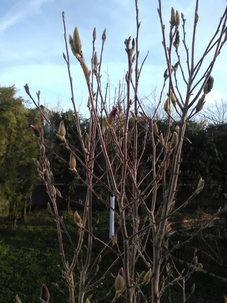  - Magnolii 2017-2018