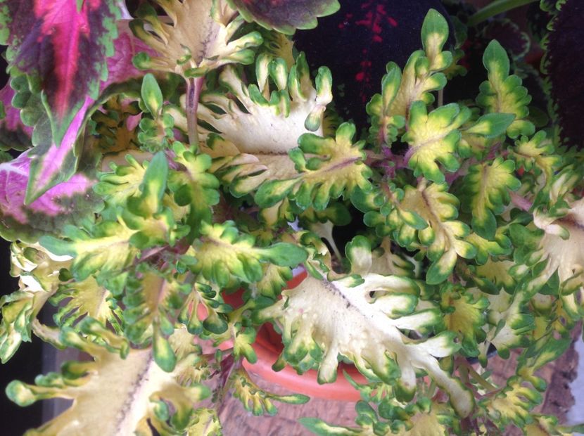 Coral Gold Ruffles - Coleus Urzicuță