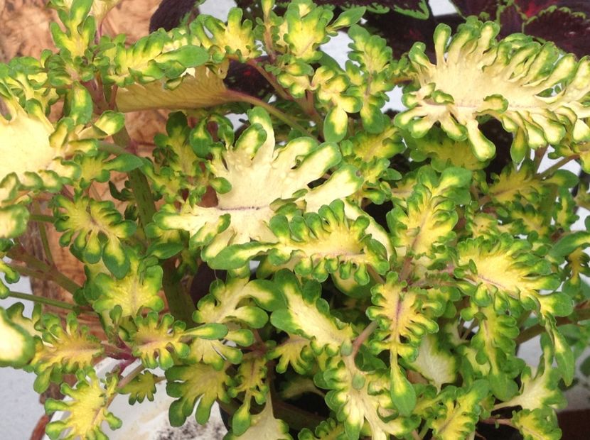 Coral Gold Ruffles - Coleus Urzicuță