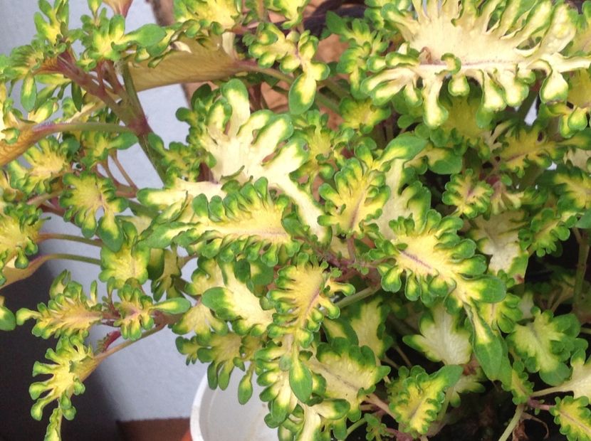 Coral Gold Ruffles - Coleus Urzicuță