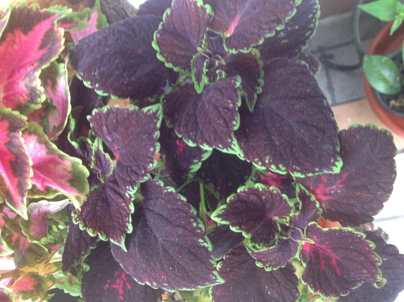 Chocolate  Mint - Coleus Urzicuță
