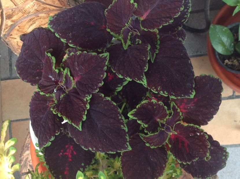 Chocolate Mint - Coleus Urzicuță