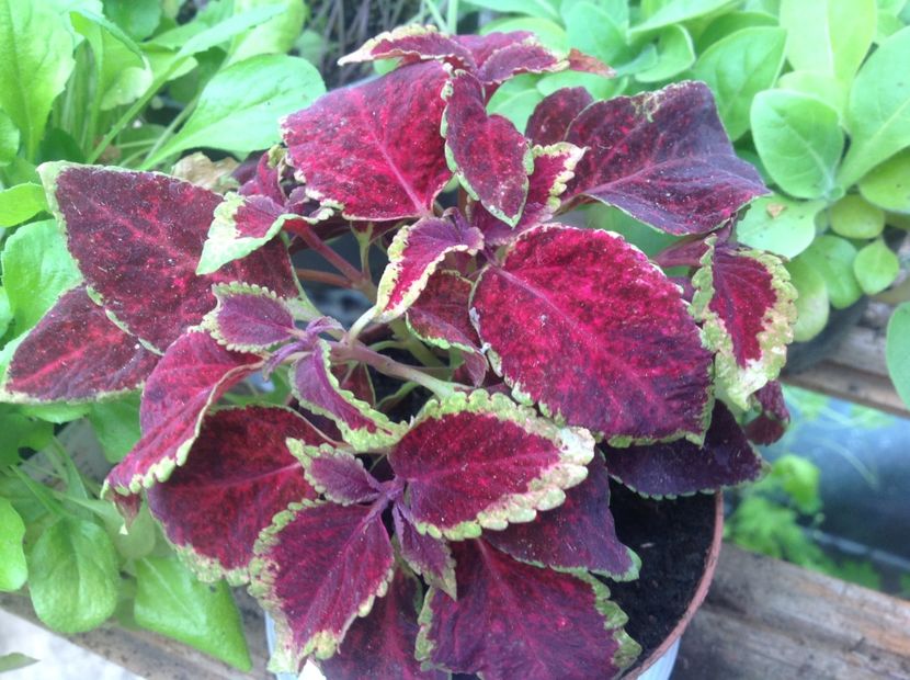 Wizard Scarlet - Coleus Urzicuță