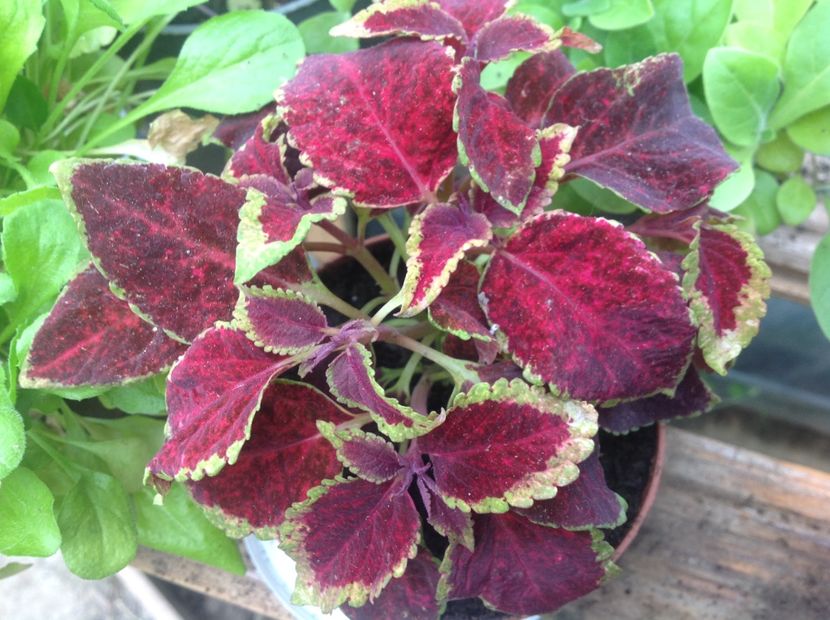 Wizard Scarlet - Coleus Urzicuță