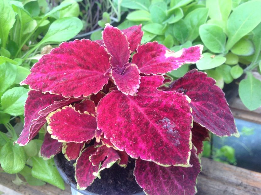 Wizard Velvet Red - Coleus Urzicuță